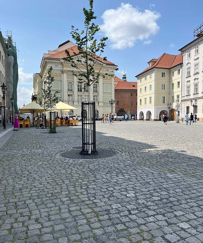Stromy, které zvládnou horko i sucho. Praha sází pro budoucnost